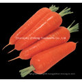 2016 Hot Sale New Crop Fresh Carrot